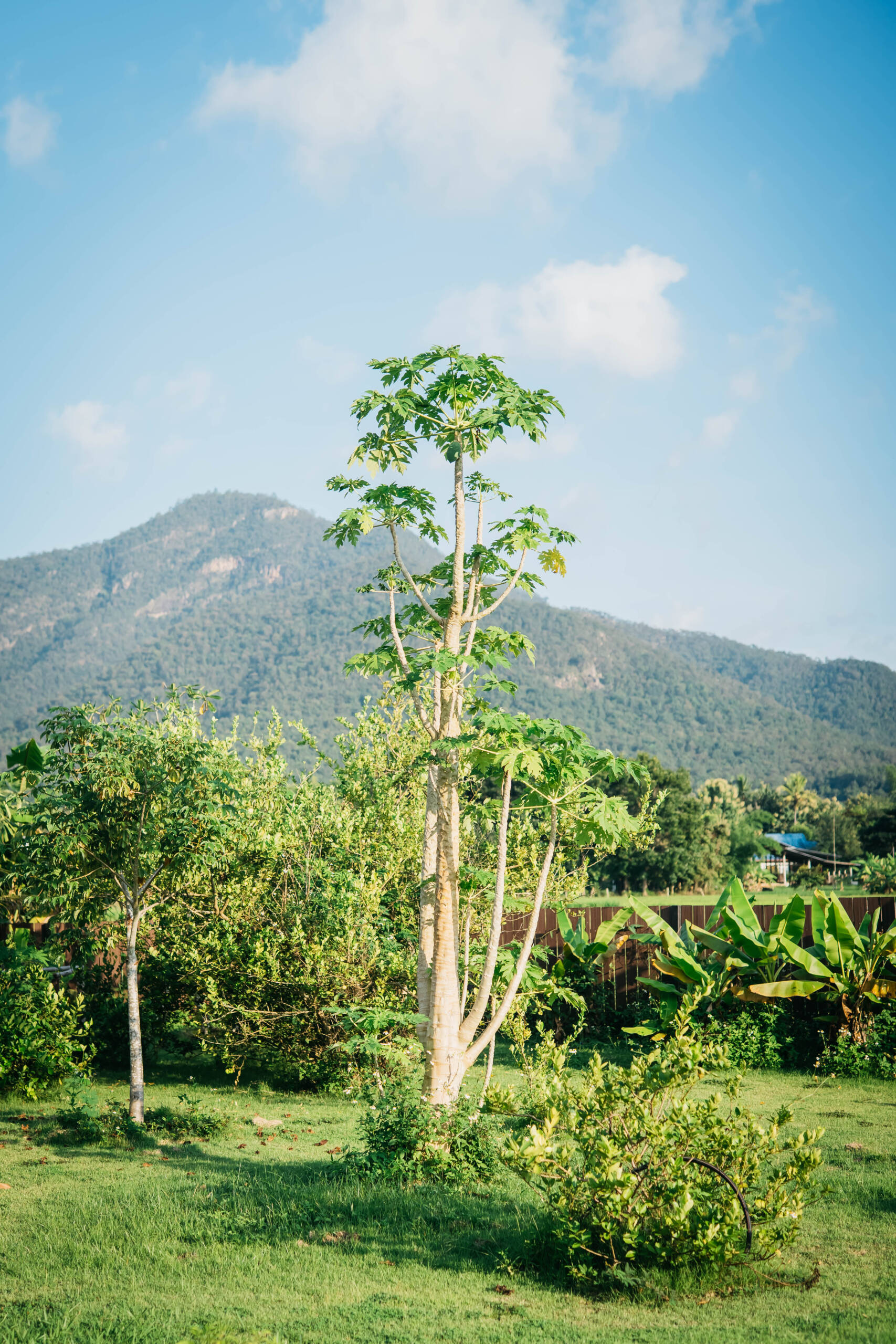 Garden with papaya tree and mountain view from pool area